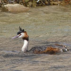 Great Crested Grebe