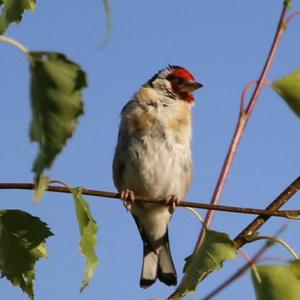 European Goldfinch