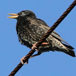 Common Starling