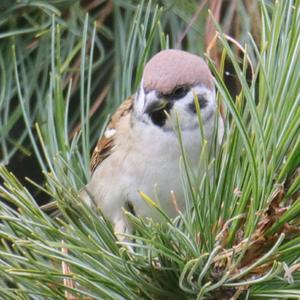 House Sparrow