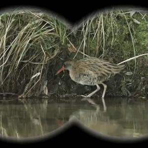 Water Rail