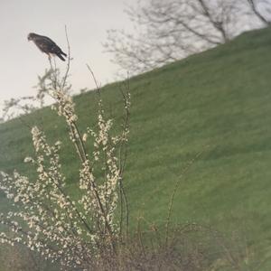 Common Buzzard