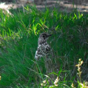 Mistle Thrush