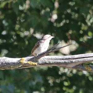 Eurasian Wryneck