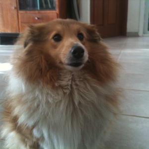 Shetland Sheepdog