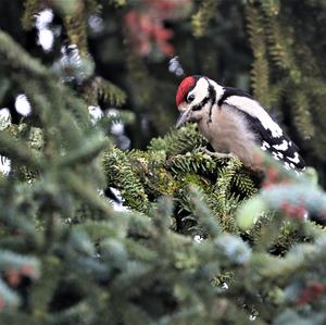 Great Spotted Woodpecker