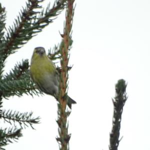 European Greenfinch