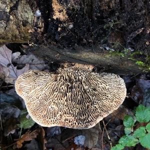 Thick-maze Oak polypore