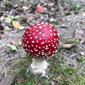 Fly Agaric