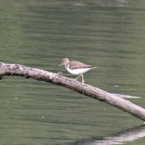 Common Sandpiper