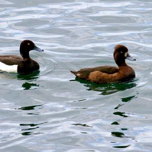 Tufted Duck