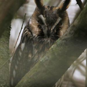 Long-eared Owl