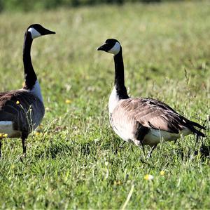 Canada Goose