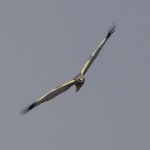 Western Marsh-harrier