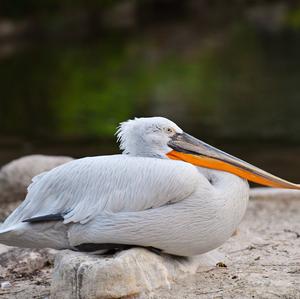 Great White Pelican