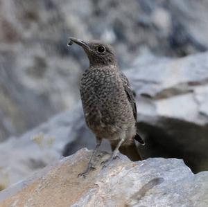 Blue Rock-thrush