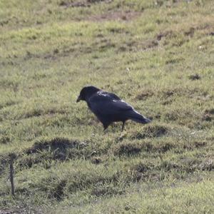 Carrion Crow