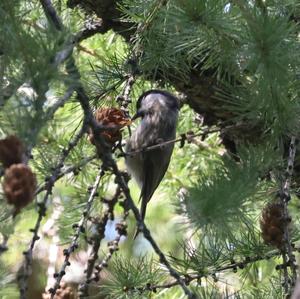 Willow Tit