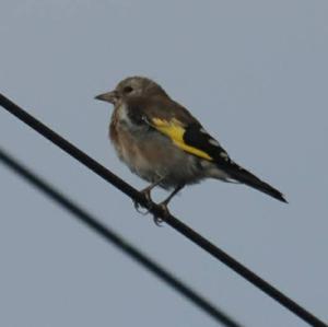 European Goldfinch