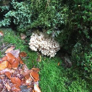 Eastern Cauliflower Mushroom