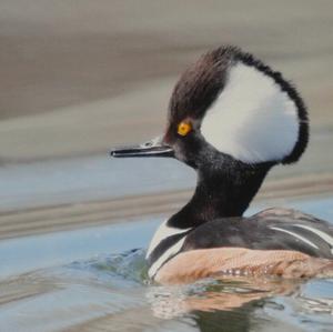 Hooded Merganser