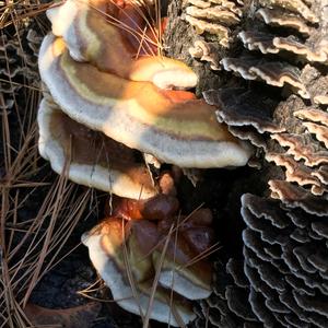 Turkey-tail