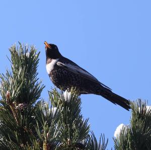 Ring Ouzel