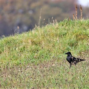 Carrion Crow