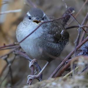 Winter Wren