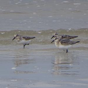 Sanderling