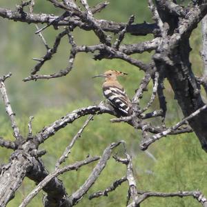 Eurasian Hoopoe