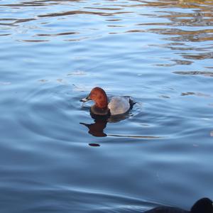 Common Pochard