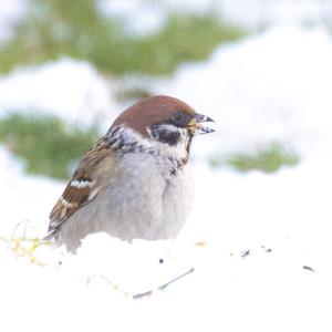 Eurasian Tree Sparrow