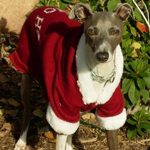 Italian Greyhound