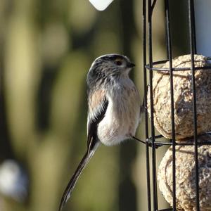 Long-tailed Tit