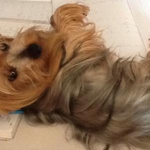 Yorkshire Terrier