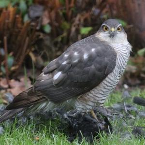 Eurasian Sparrowhawk