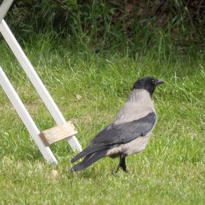 Hooded Crow