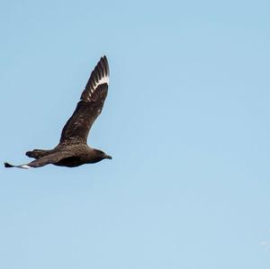 Great Skua