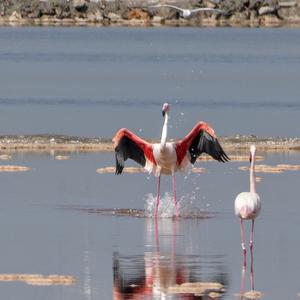 Greater Flamingo