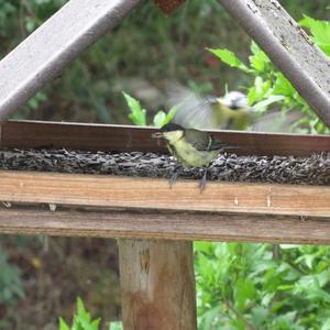 Great Tit