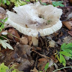 Broad-gilled Agaric