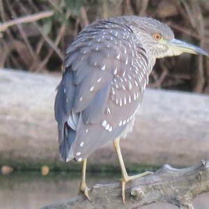 Black-crowned Night-heron