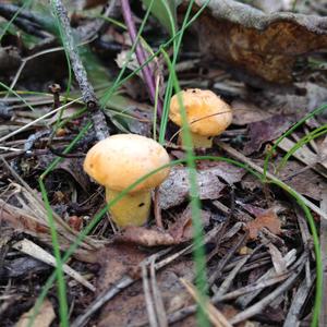 Chanterelle, Common