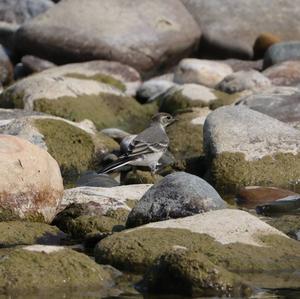 White Wagtail