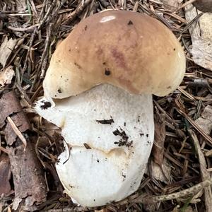 King Bolete