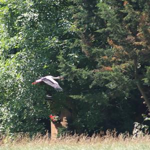 White Stork