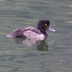 Tufted Duck