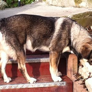 Unknown Breed