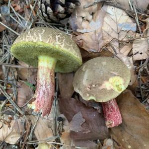 Red-cracked Bolete